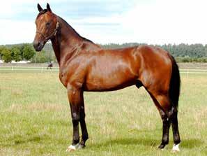 JOCOSE e. Express Ride Ourasine e. Ourasi 1.10,7a 4.836.027 kr 51 st: 14-8-6 Född 2002 MAHARAJAH e. Viking Kronos Chili Khan e. Giant Chill 1.10,3am 23.534.