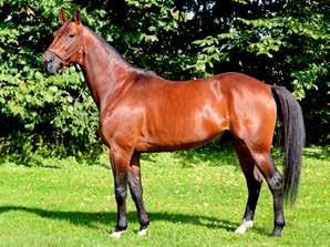NUNCIO e. Andover Hall Nicole Isabelle e. Lindy Lane (3)1.08,7a 28.660.230 kr 63 st: 42-14-4 Född 2011 ONE TOO MANY e. Viking Kronos Bourbon Eyes (Elitsto) e. Smokin Yankee 1.13,5am 2.324.