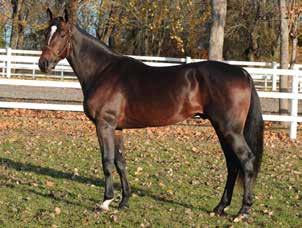 VILLIAM e. Muscle Hill Gold Strike e. Striking Sahbra *1.11,3am 6.225.160 kr 12 st: 7-1-2 Född 2014 ZOLA BOKO e. Goetmals Wood Big Blue Kitten (Elitsto) e. Pine Chip *1.11,6am 1.950.