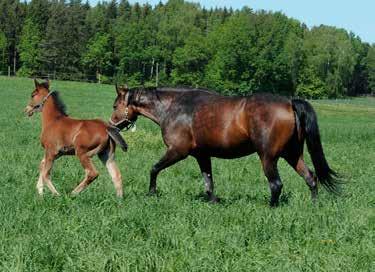 Windsong s Legacy Justeen Hall Jolly Broline, *1.13,1a 623.800 kr, segrade i Breeders Crown-semifinal. Första två avkommorna är Estelle Autriche, sto, 1.13,5a 236.