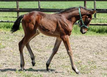500 kr, har inlett med Quattro Khan, 1.13,6am 415.500 kr och Room to Go, sto, 1.11,3a 458.800 kr. Chili Khan, 1.051.000 kr, har lämnat Maharajah, 1.10,3am 23.534.423 kr. DAVEN PORT Hingst 22/3 SÅLD e.