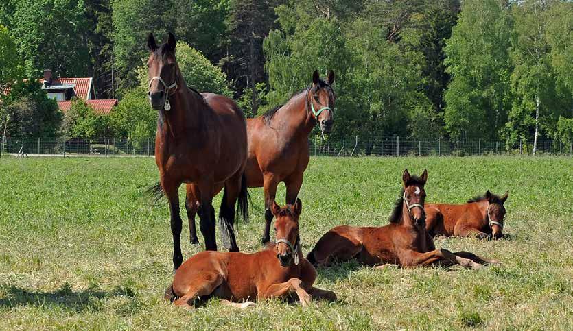 DR EVIL Hingst 24/3 e. Panne de Moteur Parodie e. Viking Kronos Giggling Parodie, 1.11,2a 1.016.000 kr, tillhörde de främsta i sin kull och var trea i Breeders Crown-finalen som 4-åring.