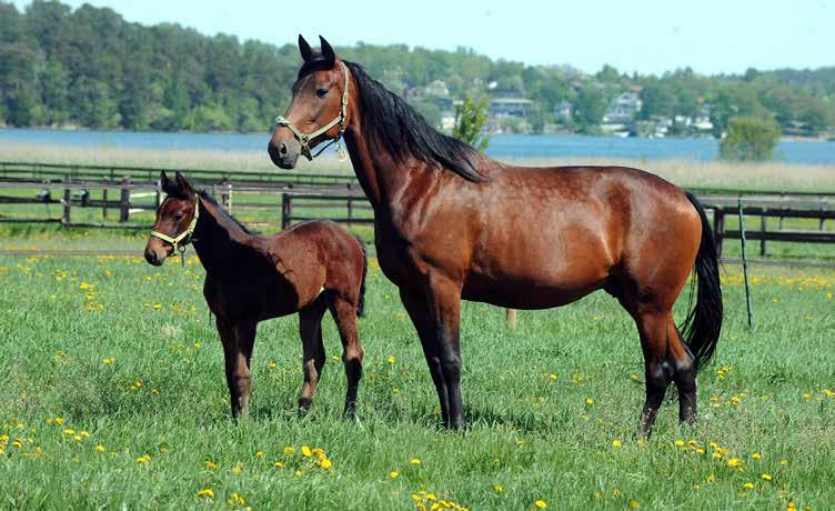DARK HONEY Hingst 8/6 e. Maharajah Taste Like Honey e. Muscle Hill Honeyed Taste Like Honey, 1.17,2am 36.500 kr, 6 st: 1-1-0, har första avkomman född 2017. Honeyed, 1.14,0a 405.
