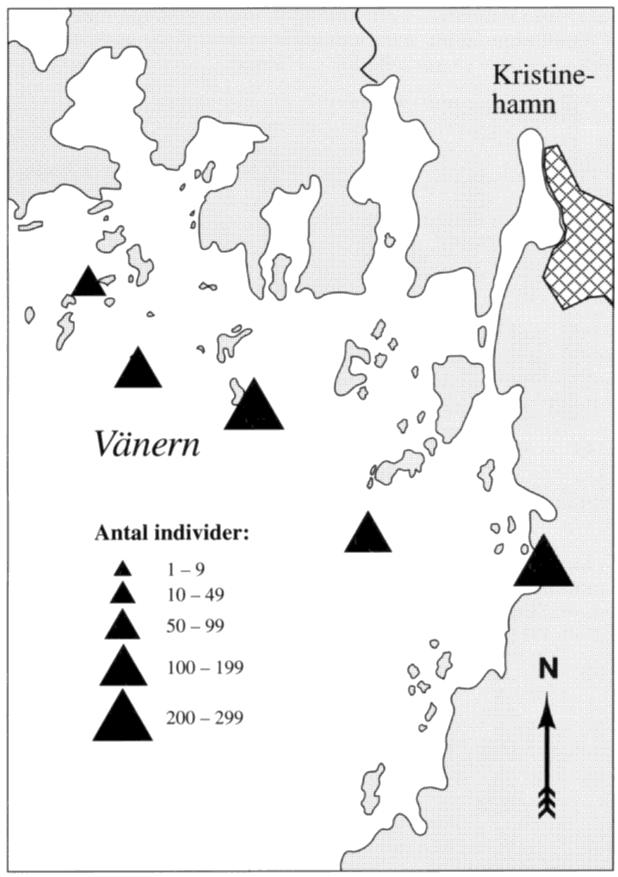 Antalet revirhävdande skrattmåsar och fiskmåsar i nordöstra Vänern i mitten av juni åren 1985-95 Trots det goda året 1995 har den genomsnittliga trenden för skrattmåsstammen varit vikande (fig. 3).