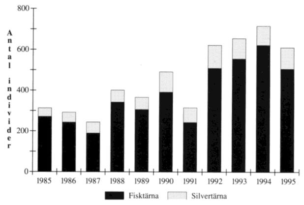 För andra året i följd ökade fiskmåsbeståndet i nordöstra Vänern år 1995 och är nu nästan lika stort som i mitten av 1980-talet. Nordöstra Vänern hyser förhållandevis få fiskmåsar.