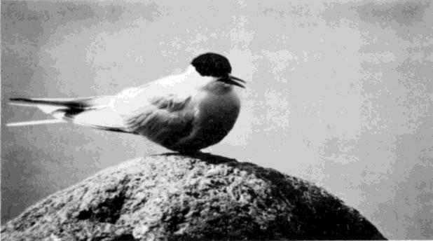 Silvertärna I jämförelse med fisktärnan är silvertärnan fortfarande en fåtalig häckfågel i nordöstra Vänern, även om antalet fåglar mer än fördubblats under inventeringsperioden.