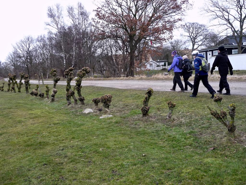 Tången ska dock uteslutande vara bandtång, som inte multnar efter några år.