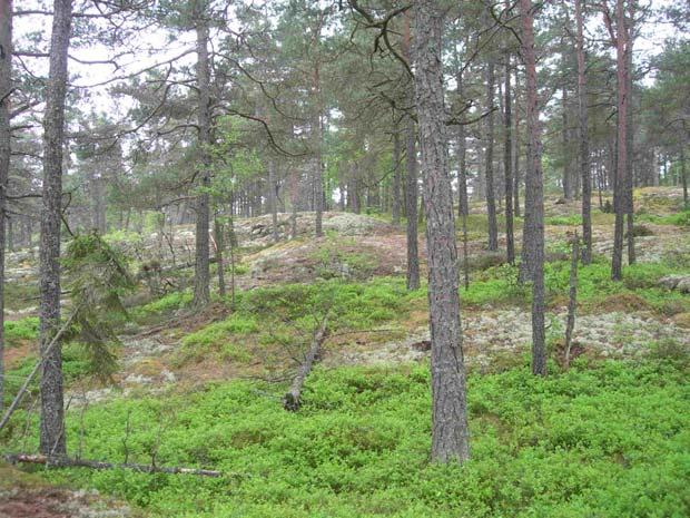 Nyckelbiotopen innehåller främst senvuxna lindar samt några grövre med hamlingsspår.