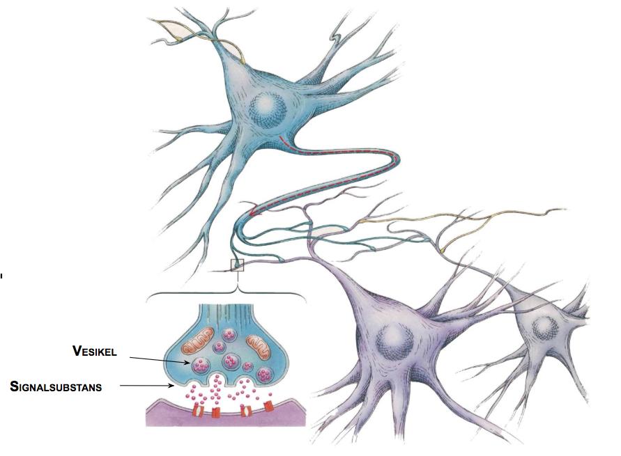 Figure 1: Illustration av nervcell och synaps. Källa: Fischback, G. D. Sci Amer. 1992, 267, 48-57.