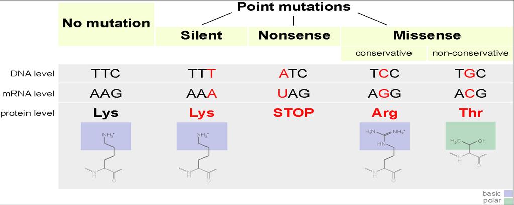 Men vissa punktmutationer gör ingen skada Bildkälla: By Jonsta247 (Own work) [GFDL (http://www.gnu.org/copyleft/fdl.