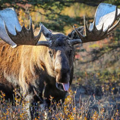 älgar och en stor älgtrofé - så pröva en jaktresa till Kamchatka. I genomsnitt är utlägget på Kamchatka älgen 155 cm och av och till med exemplar på 170-180 cm.