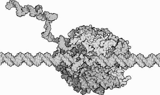 i.2 Real life 7 i Figure i.4: The structure of RNA polymerase during the process of transcription. DNA is the rope-like double helix, and the long molecule exiting to the upper left is RNA.