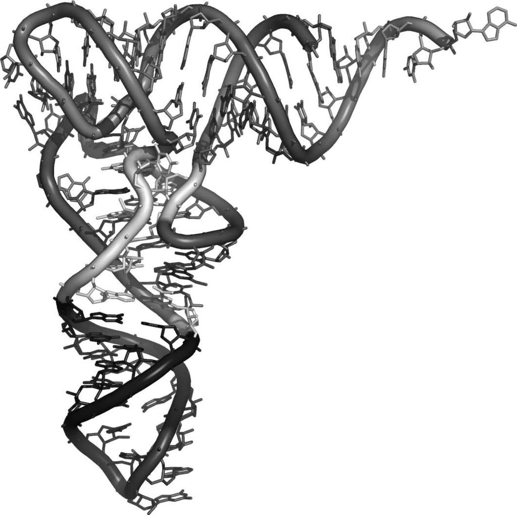 8 Introduction Figure i.5: A transport RNA (trna) molecule, used by the cell to translate mrna into proteins.