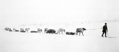 Raid i dimman under Saarivuoma-samernas flyttning från vinterlandet till sommarvistet 1946. Fotograf: Israel Ruong (arkivuppteckning ULMA 18609, s. 37).