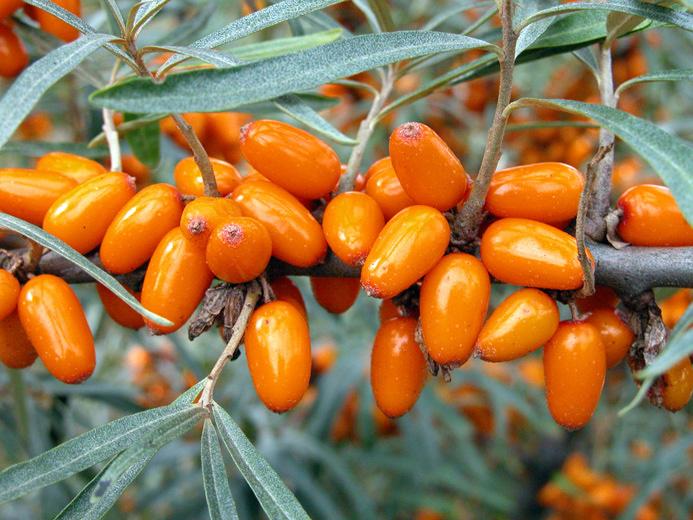 Sätter tätt med medelstora bär som vid full mognad antar en varm orange färg. Bären döljs nästan helt av ett vackert grågrönt bladverk från framväxande årsskott.