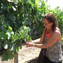 2013 estate syrah...680 kr Stolpman - Ballard Canyon 2012 holus bolus Frank de Pied Syrah...720 kr Black Sheep Finds - Santa Rita Hill 2012 a tribute to Grace Grenache.