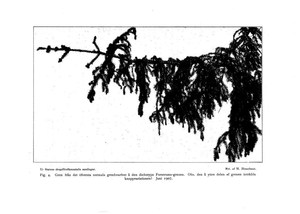 u r statens skogsförsöksanstalts samlingar. Fig. 4 Fot. af H. Hesselman.
