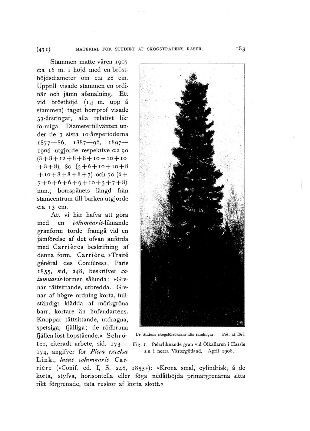 (47 r) MATERIAL FÖR STUDIET AF SKOGSTRÄDENS RASER. Stammen mätte våren I 907 c:a I6 m. i höjd med en brösthöjdsdiameter om c:a 28 cm. Upptill visade stammen en ordinär och jämn afsmalning.