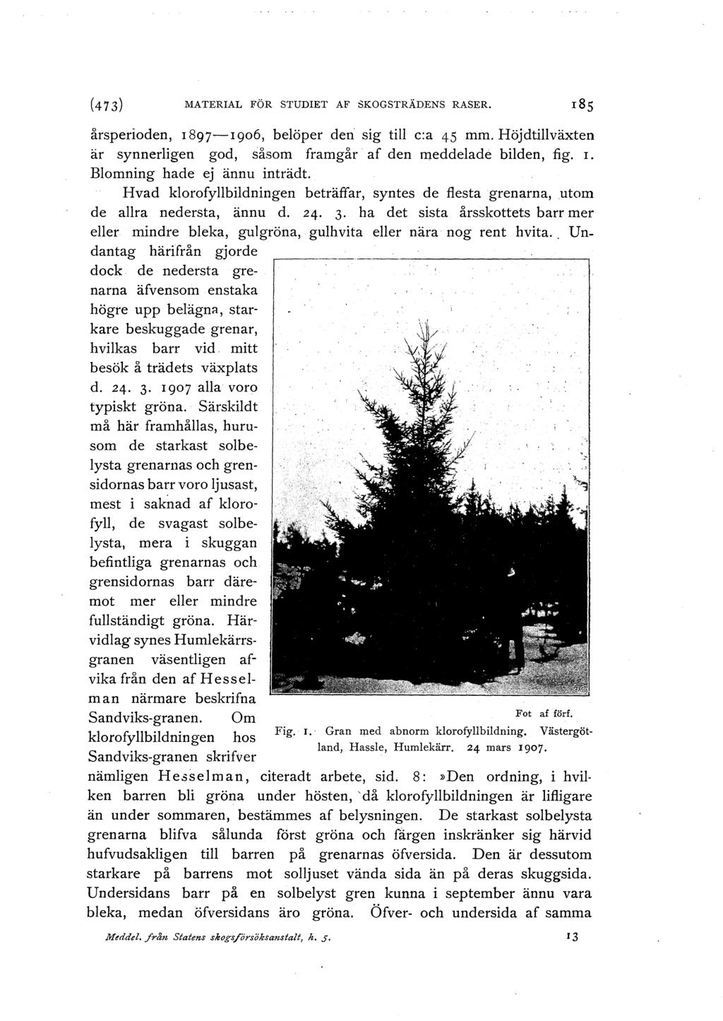 (47 3) MATERIAL FÖR STUDIET AF SKOGSTRÄDENS RASER. r8s årsperioden, I 897~I go6, belöper den sig till c:a 45 mm. Höjdtillväxten är synnerligen god, såsom framgår. af den meddelade bilden, fig. I. Blomning hade ej ännu inträdt.