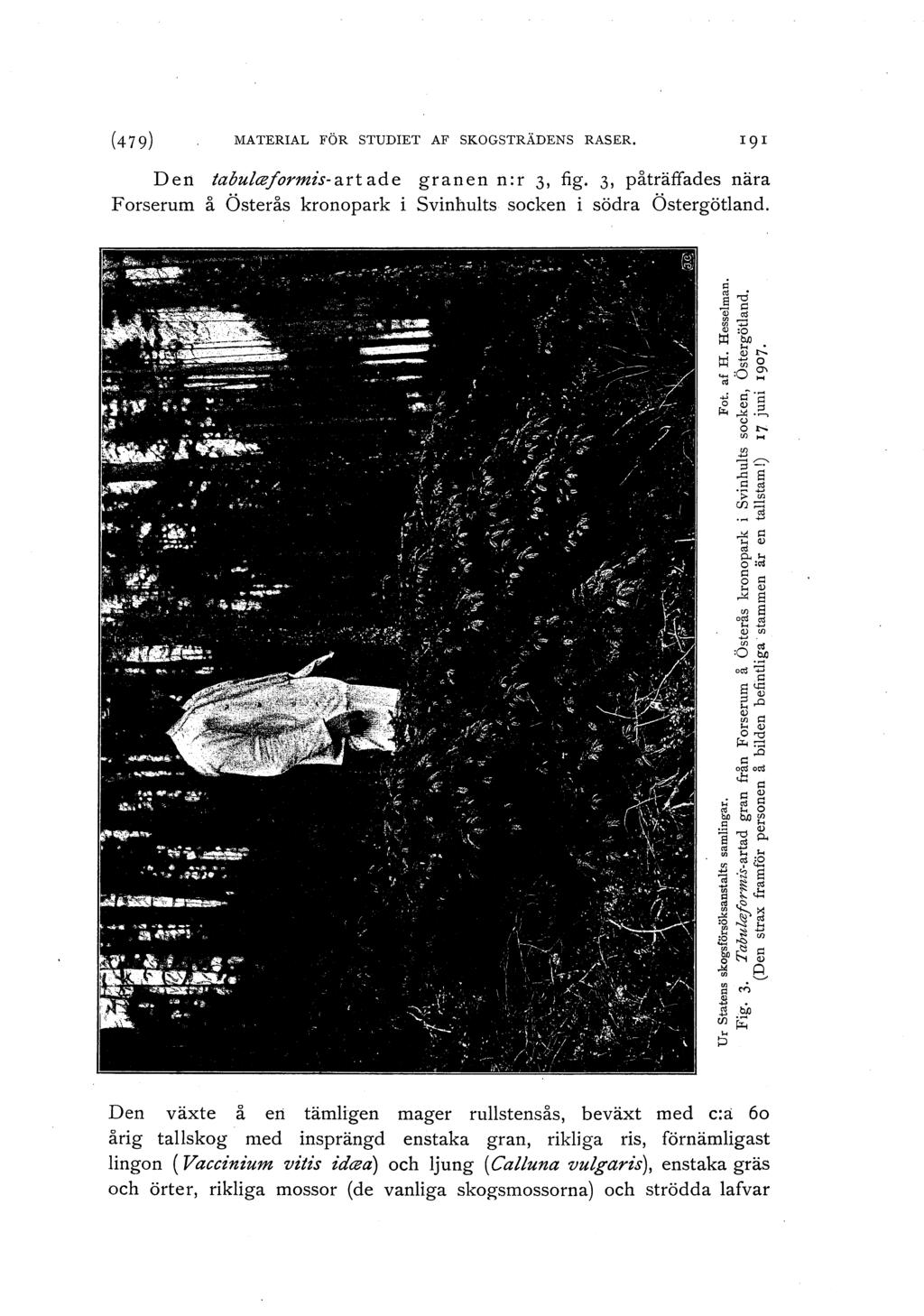 (4 79) MATERIAL FÖR STUDIET AF SKOGSTRÄDENS RASER, Den tabulceformz's-art ad e granen n:r 3, fig. 3, påträffades nära Forserum å Österås kronopark i Svinhults socken i södra Östergötland.