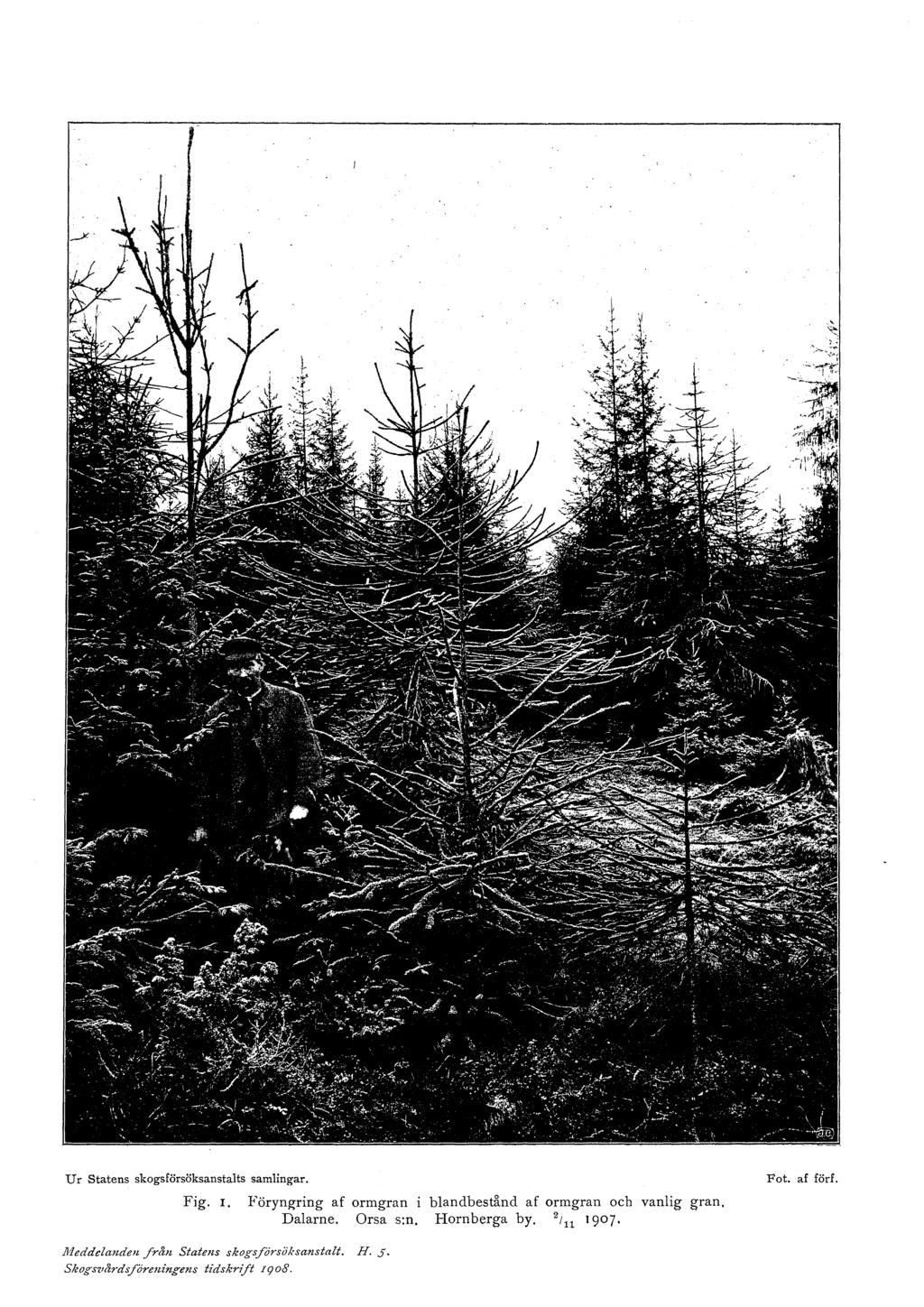 U r Statens skogsförsöksanstalts samlingar. Fig. I. Föryngring af ormgran i blandbestånd af ormgran och vanlig gran. Dalarne. Orsa s:n.