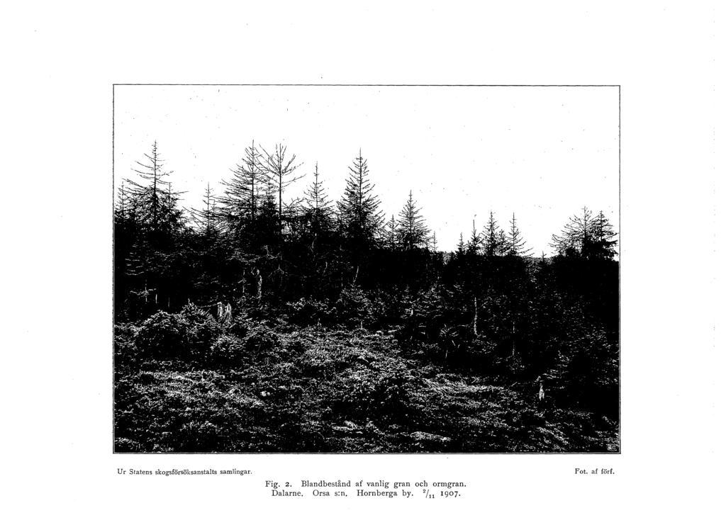 Ur Statens skogsförsöksanstalts samlingar. Fig. 2.