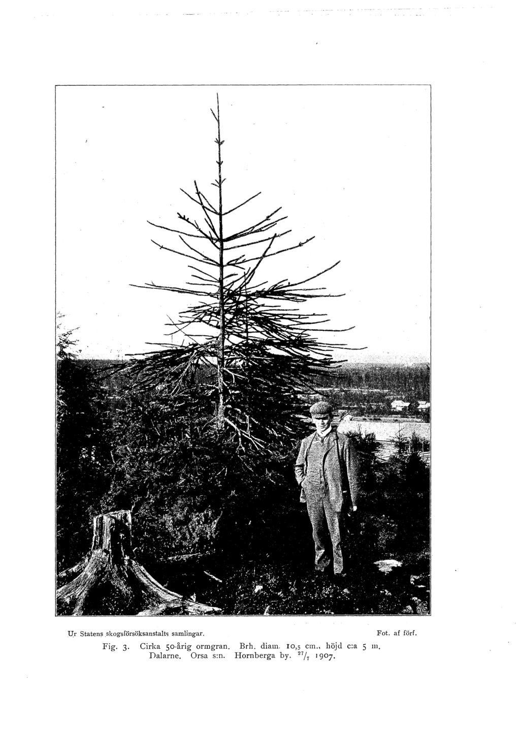 :U: r Staten~.skogsförsöksanstalto; samlingar. Fig. 3 Cirka so-årig ormgran.
