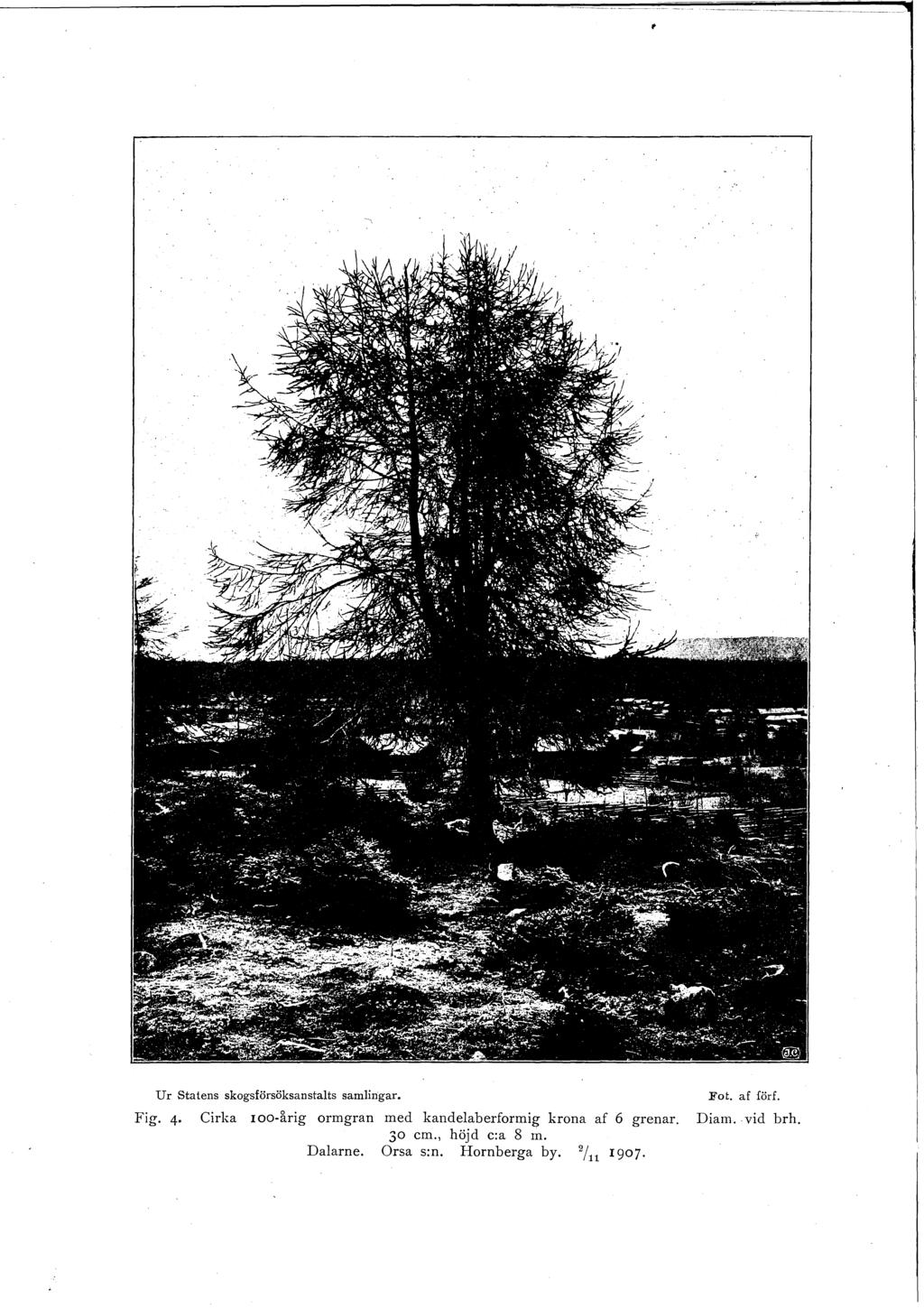 Ur Statens skogsförsöksanstalts samlingar. Fot. af förf. Fig.