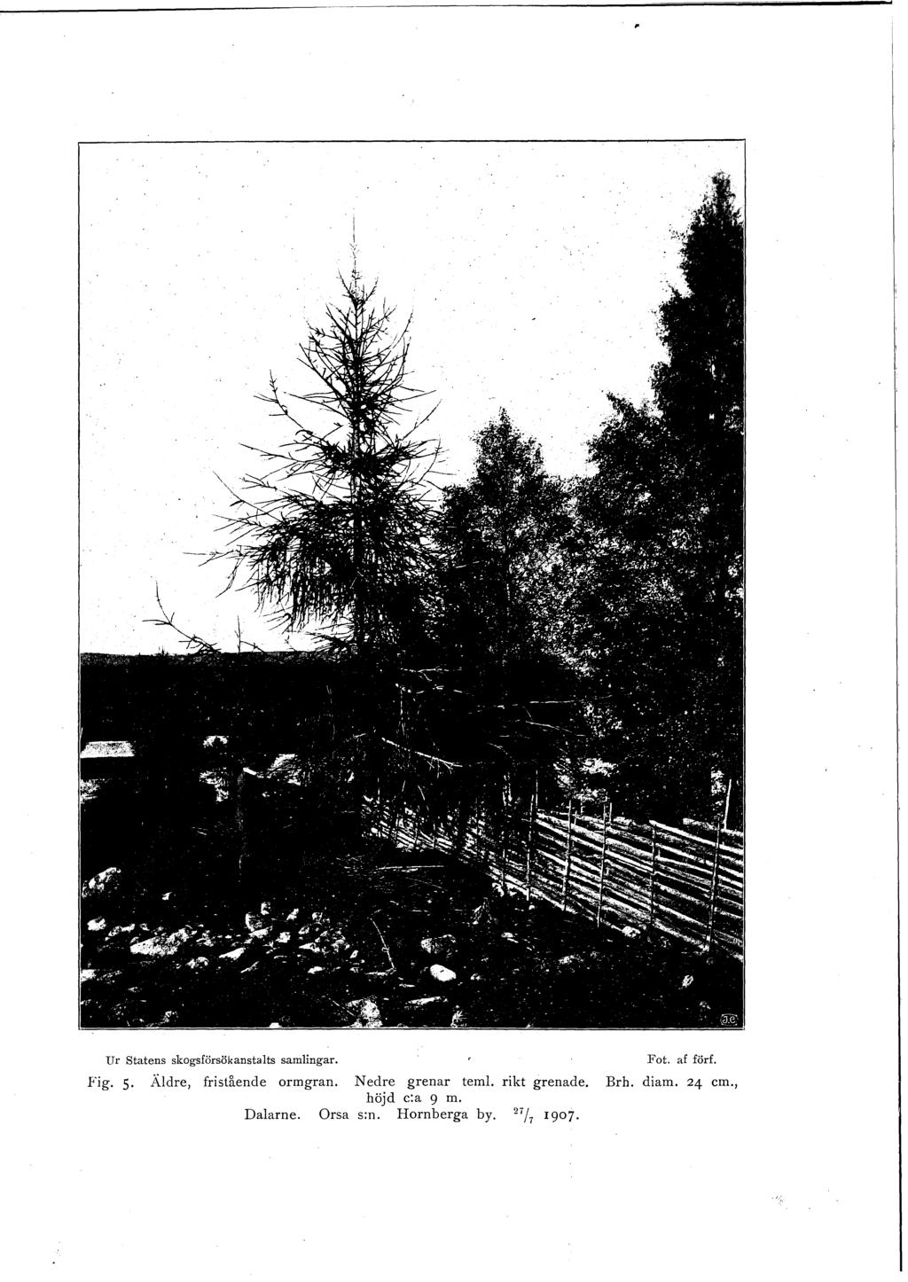 Ur statens skogsförsökanstalts samlingar. Fot. af förf..fig. 5. Äldre, fristående ormgran.