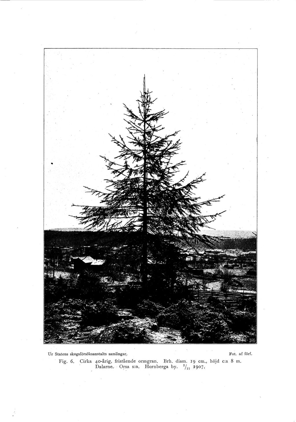 U r Statens skogsförsöksanstalts samlingar:. Fot. af förf. Fig. 6.