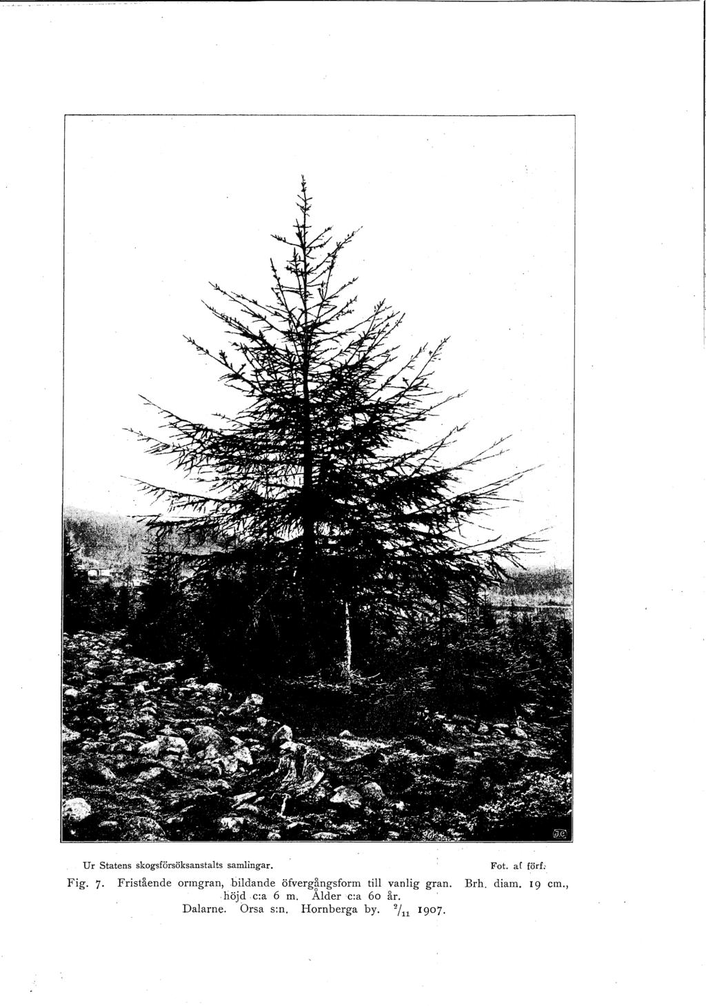 U r Statens skogsförsöksanstalts samlingar. Fig.