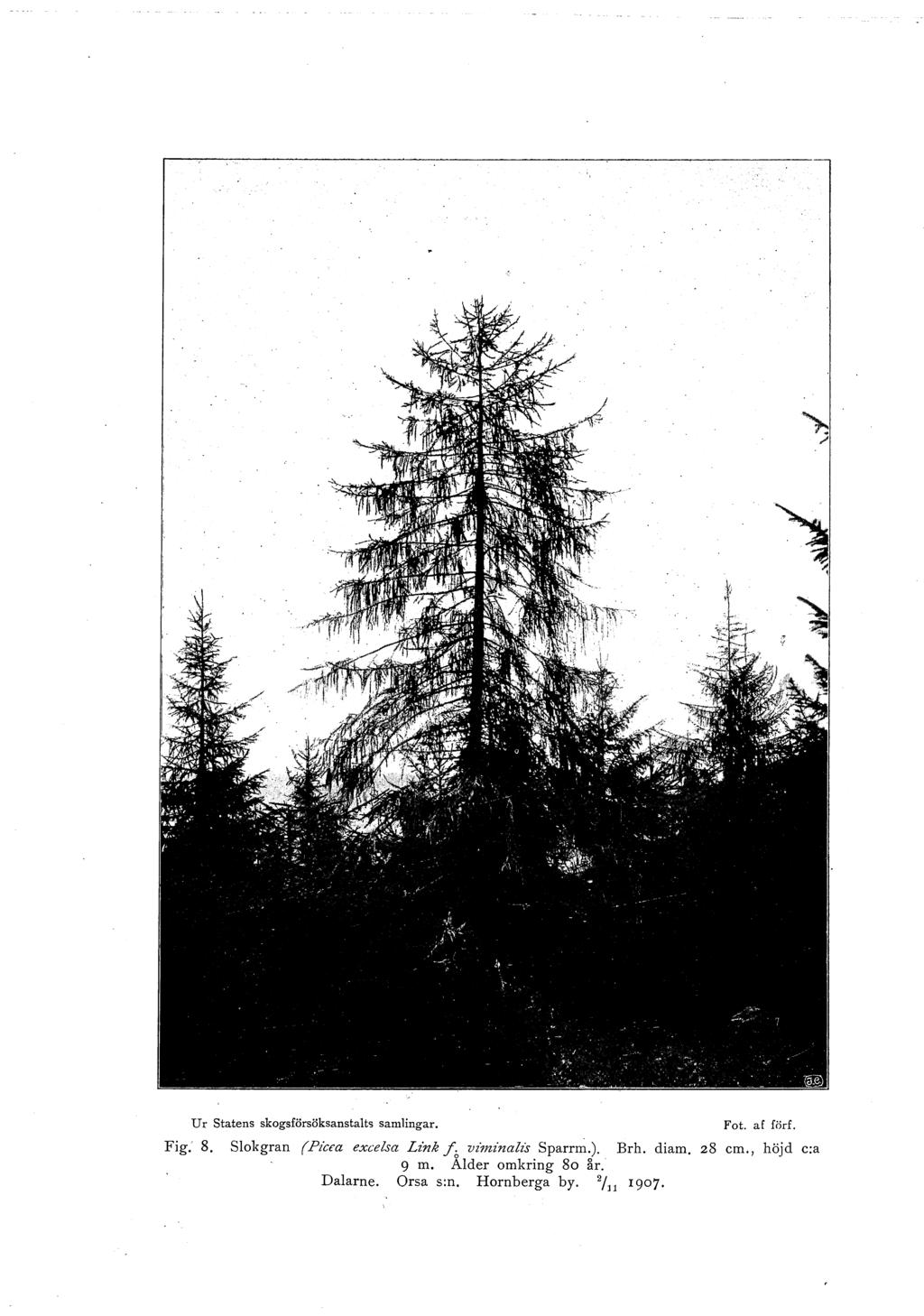 U r Statens skogsförsöksanstalts samlingar. Fot. af förf. Fig. 8.