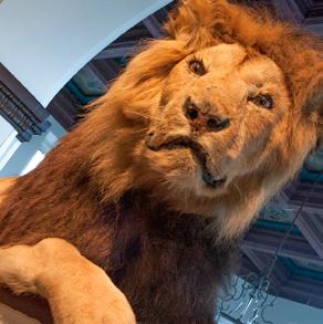 GÖTEBORGS NATURHISTORISKA MUSEUM I närkontakt med vilda djur från hela världen! En familjeklassiker sedan 1833.