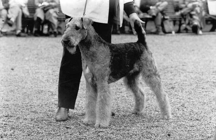 Ch Malmängen X-Ray Vision född 1983 och kullbror till Ch Malmängen X-Octopussy, som blev mor till Sonijas sista kull. kanske därför delar de flesta värderingar i livet.