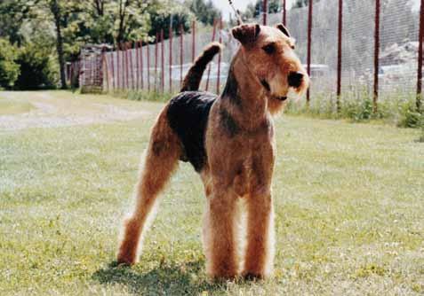 Ch Yorkpark Ringo Star, Sune, en härlig hund och pappa till många valpar.