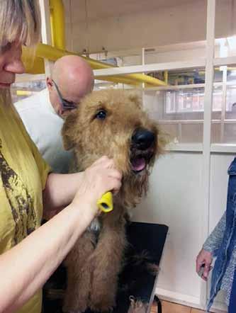 Kurs i vardagstrimning Vi var tre hundägare med dito airdaleterrier som var på en två dagars trimkurs med Kerstin Ekegren och AnnChristin Molin. Hundarna var Wilma 2,5 år, Alex 3 år och Iris 3,5 år.