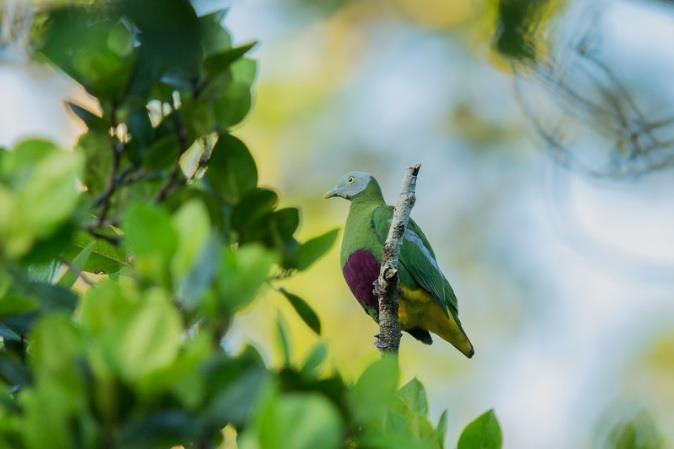 (Blyth's Hornbill),