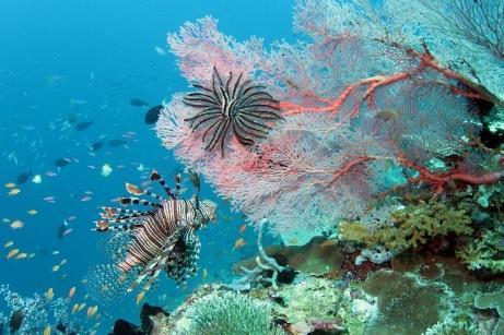 Drakfisk (common lionfish)