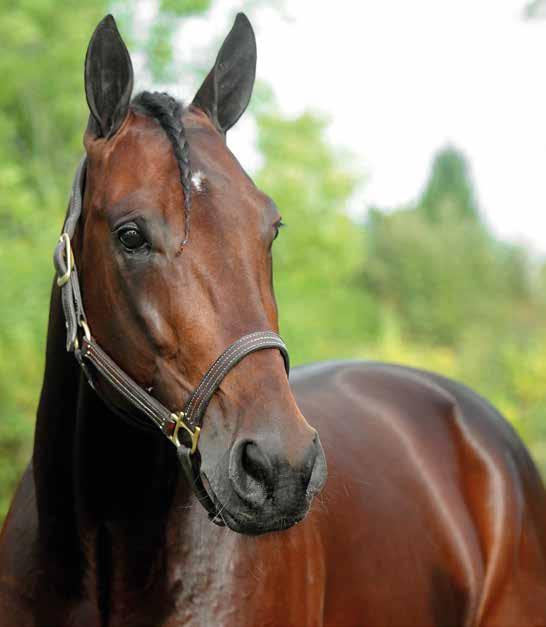 ZET STALLIONS 2019 är hittar Ni hingstarna som är grunden till morgondagens champions!