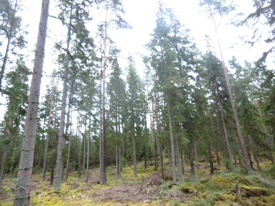 Trädslagsfördelning, tall, 68 gran och 17 löv.