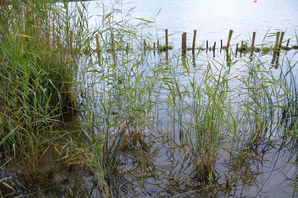 Bild 5: Naturanpassade erosionsskydd vid Kopparnäs, Furusundsleden, Österåkers kommun.
