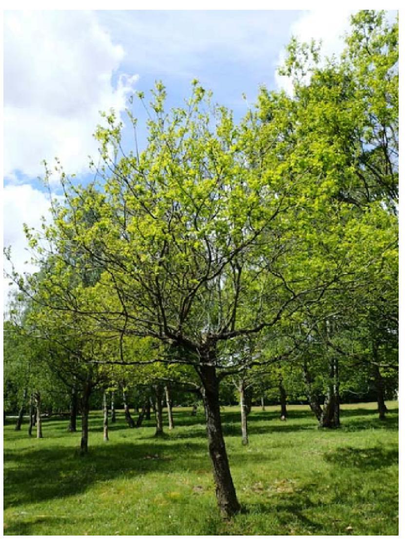 snabbare än ohamlade träd (Sebek et al., 2013). Eftersom man vid hamling regelbundet beskär kronan blir hamlade träd dessutom mindre känsliga för stormskador och liknande.