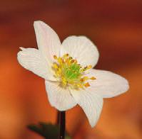 Temat är blommor, fruktträd och fjärilar. Blåsippan uti backarna står... Här startar vi utanför mitt hus. Den heter Anemone Hepatica på latin.
