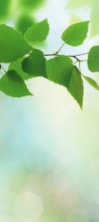 Prunus Padus.