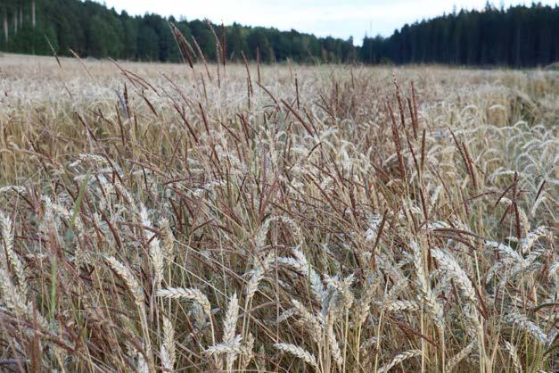 Gräsogräs i utsäde av höstspannmål Ej kassation eller ombesiktningar vid fältbesiktningar Ingen nolltolerans.
