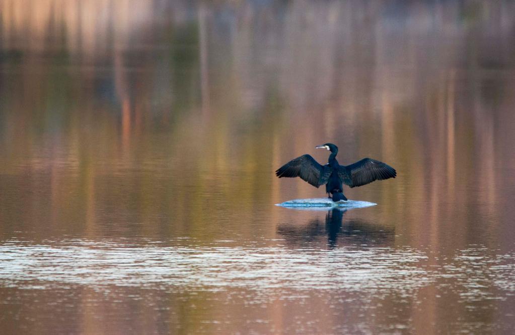 En kväll bland fåglarna vid Mellsjön Skarv Foto: Stefan Rosengren Sångsvanar seglar genom luften. Vid Mellsjön, ett par mil söder om Nyköping, finns ett rikt fågelliv.