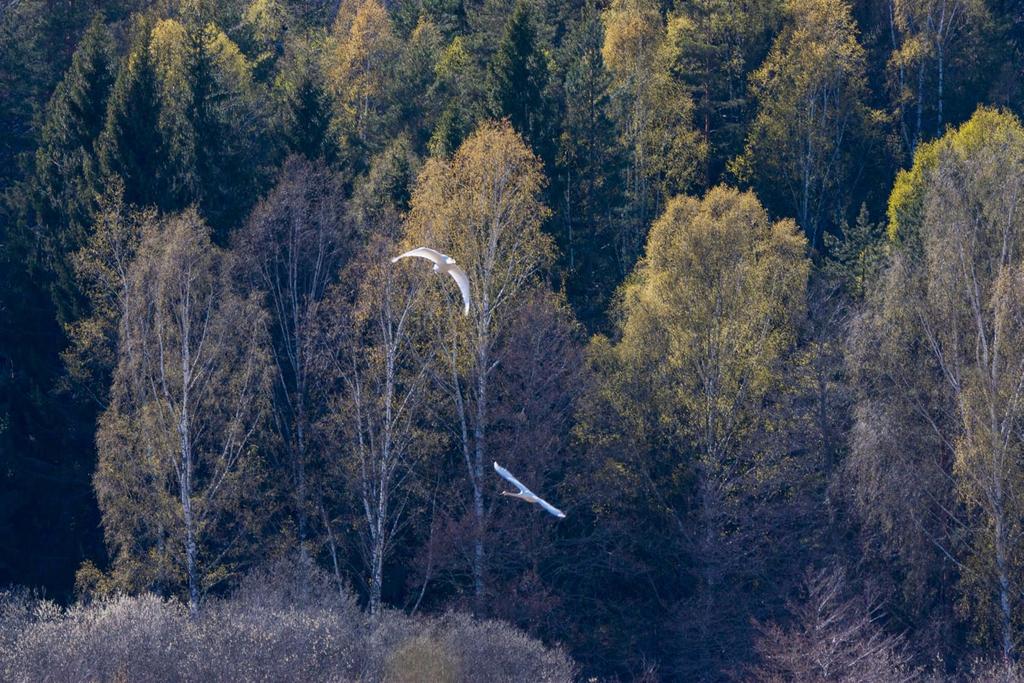 Just när bävern når fram till vasskanten tar rördrommen det säkra före det osäkra och 12 Medan elden falnar betraktar vi nattens intåg. Rördrommen flyr från bävern. tar till vingarna.