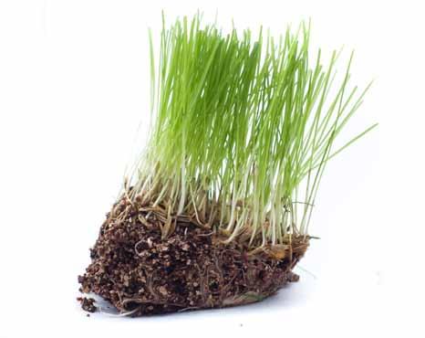 Syngenta, DLF, Toro, COMPO Expert, Bayer, John Deere, Symbio, BASF, Richer Rasen, R&A och de nordiska golfförbunden.