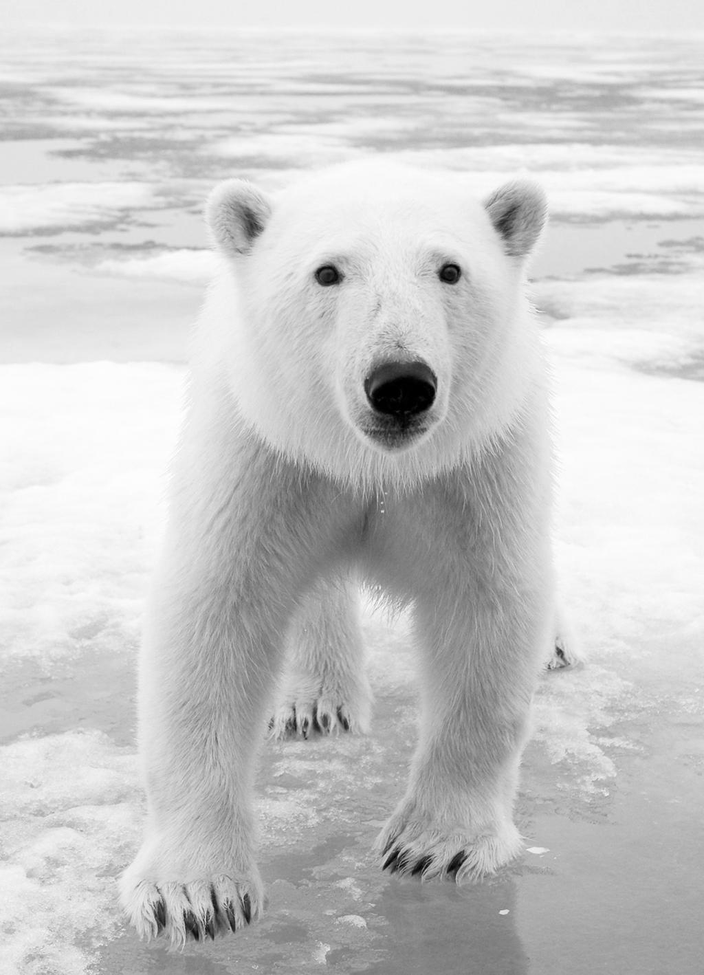 07/ SÅ HÄR ARBETAR (1/2) Återkommande teman På Världsnaturfonden arbetar vi med samma frågor under en längre tid i både kommunikations-och insamlingskampanjer, berättar Marie von Zeipel.