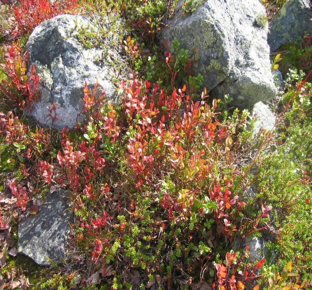 Uppföljning och utvärdering av insatserna Upplevd kvalitet av insatserna på Kvinnohemmet Rosen Sammanfattande bedömningar av